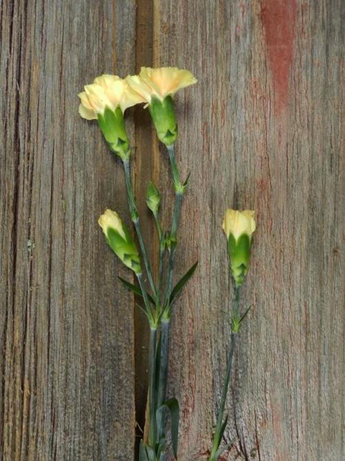 LUDONA  YELLOW-ORANGE MINI CARNATIONS